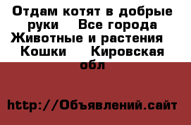 Отдам котят в добрые руки. - Все города Животные и растения » Кошки   . Кировская обл.